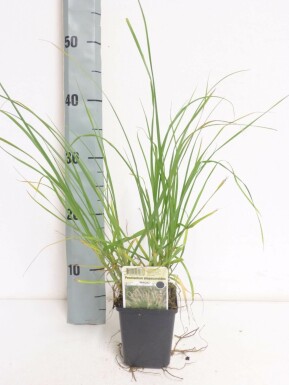 Garten-Federborstengras Pennisetum alopecuroides 'Magic' 5-10 Topf 9x9 cm (P9)