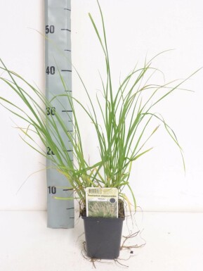 Garten-Federborstengras Pennisetum alopecuroides 'Magic' 5-10 Topf 9x9 cm (P9) Pennisetum alopecuroides 'Magic'