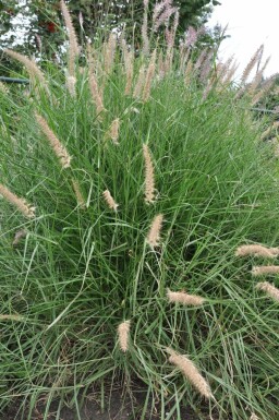 Orient-Lampenputzergras Pennisetum orientale 5-10 Topf 9x9 cm (P9) Pennisetum orientale