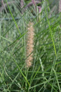 Orient-Lampenputzergras Pennisetum orientale 5-10 Topf 9x9 cm (P9) Pennisetum orientale