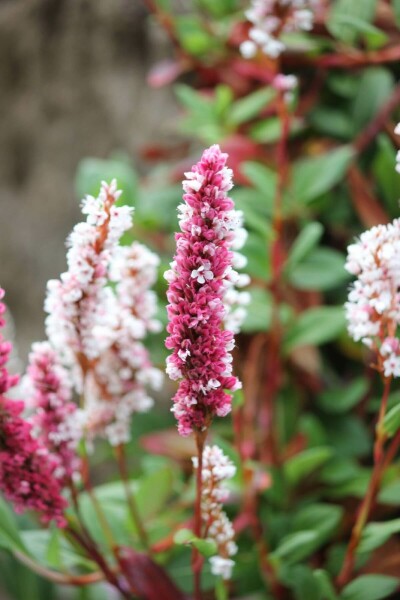 Schnecken-Knöterich Persicaria affinis 'Darjeeling Red' 5-10 Topf 9x9 cm (P9) Persicaria affinis 'Darjeeling Red'
