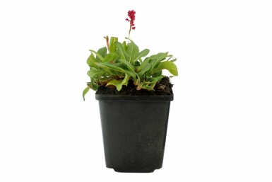 Schnecken-Knöterich Persicaria affinis 'Darjeeling Red' 5-10 Topf 9x9 cm (P9) Persicaria affinis 'Darjeeling Red'