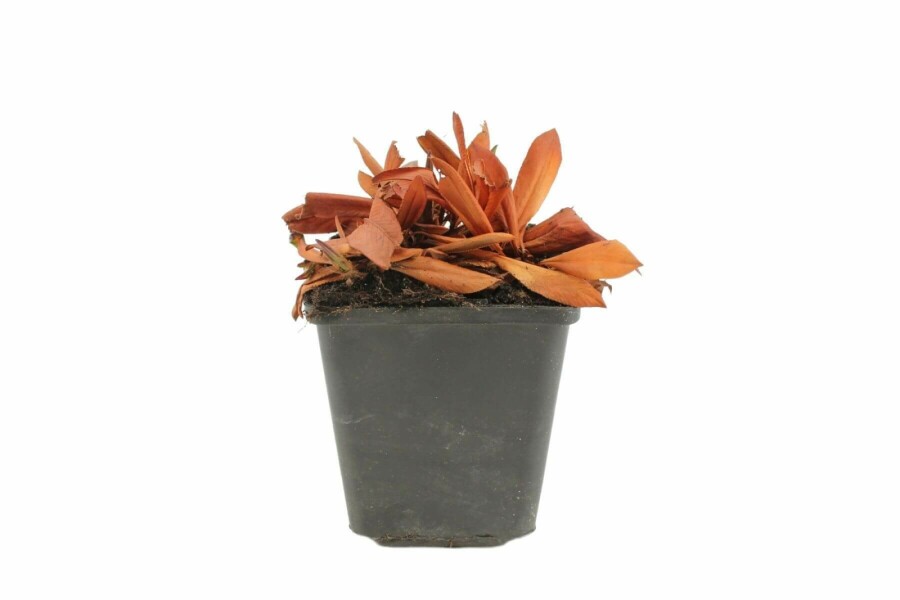 Schnecken-Knöterich Persicaria affinis 'Darjeeling Red' 5-10 Topf 9x9 cm (P9) Persicaria affinis 'Darjeeling Red'