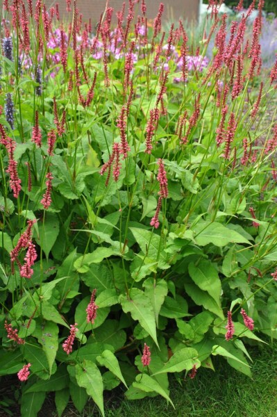 Kerzen-Knöterich Persicaria amplexicaulis 'Speciosa' 5-10 Topf 9x9 cm (P9) Persicaria amplexicaulis 'Speciosa'