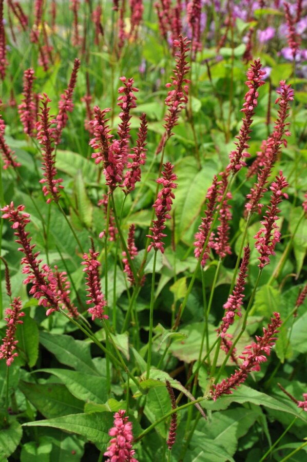 Kerzen-Knöterich Persicaria amplexicaulis 'Speciosa' 5-10 Topf 9x9 cm (P9) Persicaria amplexicaulis 'Speciosa'
