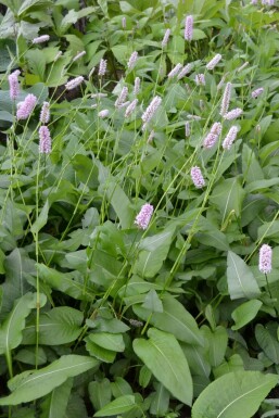 Schlangen-Knöterich Persicaria bistorta 'Superba' 5-10 Topf 9x9 cm (P9)