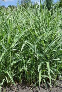 Buntblättriges Rohrglanzgras Phalaris arundinacea 'Picta' 5-10 Topf 9x9 cm (P9) Phalaris arundinacea 'Picta'