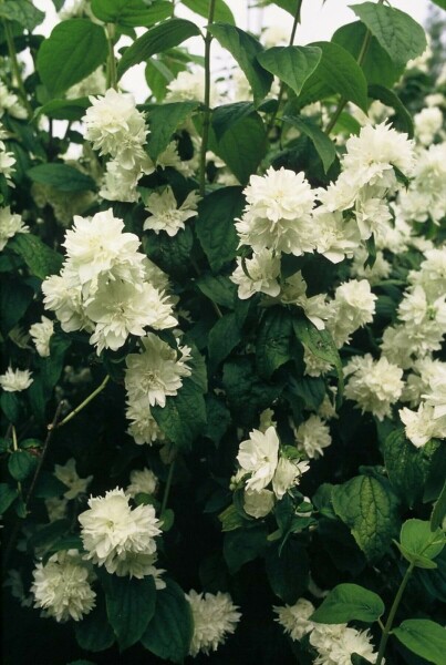 Philadelphus 'Virginal' C10 40-50