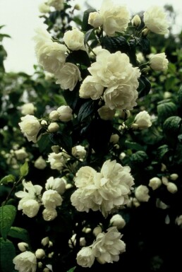 Philadelphus 'Virginal' C2,5 30-40