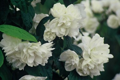 Philadelphus 'Virginal' C2,5 30-40