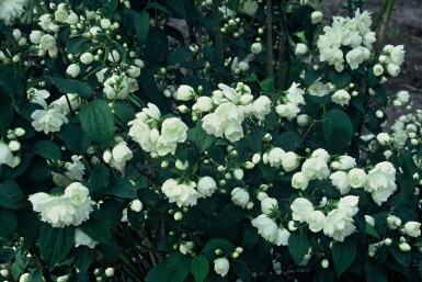 Philadelphus 'Virginal' C2,5 30-40