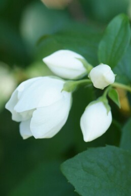 Philadelphus 'Virginal' C2,5 30-40
