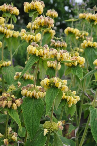 Brandkraut Phlomis russeliana 10-15 Topf 2 ltr. (C2) Phlomis russeliana