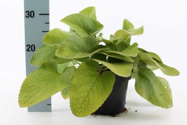 Brandkraut Phlomis russeliana 10-15 Topf 2 ltr. (C2) Phlomis russeliana