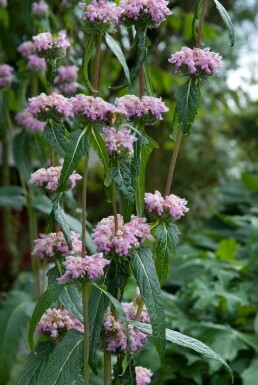 Knollen-Bandkraut Phlomis tuberosa 5-10 Topf 9x9 cm (P9)