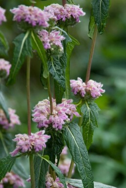 Knollen-Bandkraut Phlomis tuberosa 5-10 Topf 9x9 cm (P9)