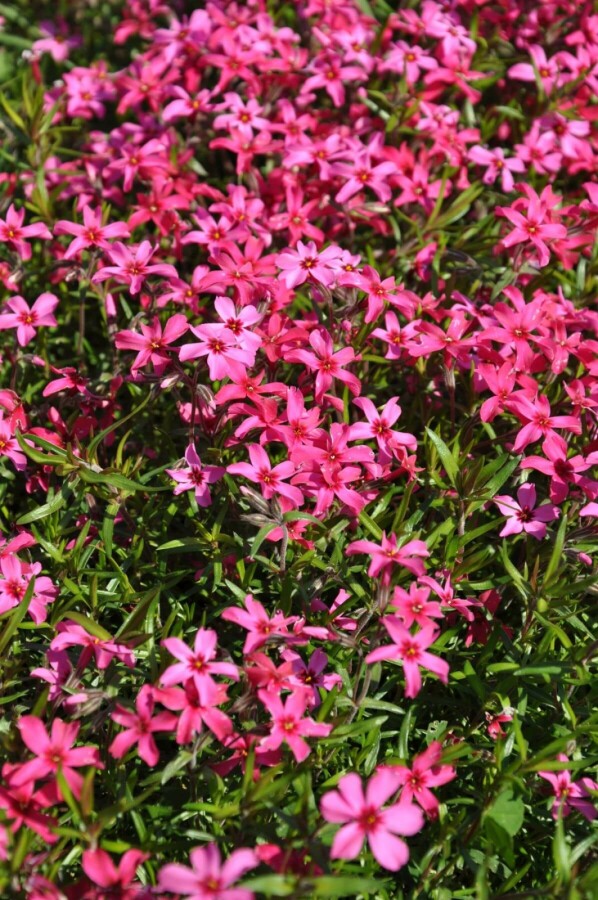 Moosphlox Phlox subulata 'Atropurpurea' 10-15 Topf 2 ltr. (C2) Phlox subulata 'Atropurpurea'