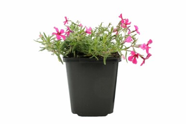 Moosphlox Phlox subulata 'Atropurpurea' 5-10 Topf 9x9 cm (P9) Phlox subulata 'Atropurpurea'