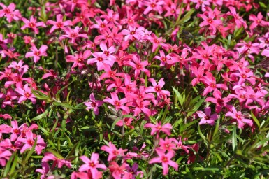 Moosphlox Phlox subulata 'Atropurpurea' 5-10 Topf 9x9 cm (P9) Phlox subulata 'Atropurpurea'