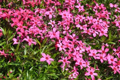 Moosphlox Phlox subulata 'Atropurpurea' 5-10 Topf 9x9 cm (P9)