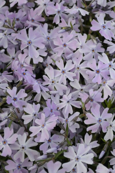 Polster-Phlox Phlox subulata 'Emerald Cushion Blue' 15-20 Topf 2 ltr. (C2) Phlox subulata 'Emerald Cushion Blue'