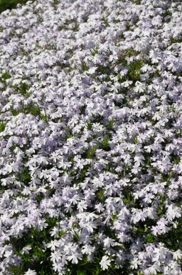 Polster-Phlox Phlox subulata 'Emerald Cushion Blue' 15-20 Topf 2 ltr. (C2) Phlox subulata 'Emerald Cushion Blue'