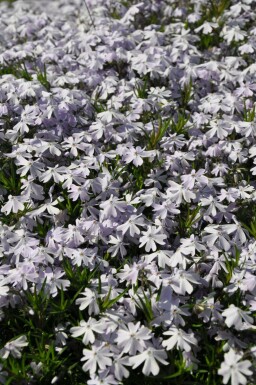 Polster-Phlox Phlox subulata 'Emerald Cushion Blue' 15-20 Topf 2 ltr. (C2) Phlox subulata 'Emerald Cushion Blue'