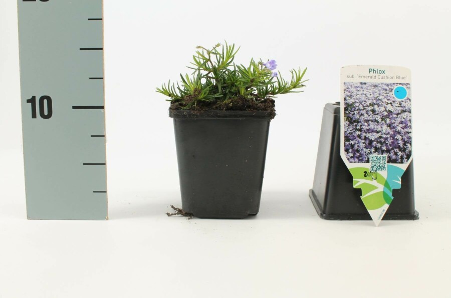 Polster-Phlox Phlox subulata 'Emerald Cushion Blue' 5-10 Topf 9x9 cm (P9) Phlox subulata 'Emerald Cushion Blue'