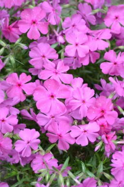 Polster-Phlox Phlox subulata 'Mac Daniel's Cushion' 5-10 Topf 9x9 cm (P9)