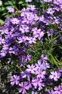 Flammenblume Phlox subulata 'Purple Beauty' 5-10 Topf 9x9 cm (P9)