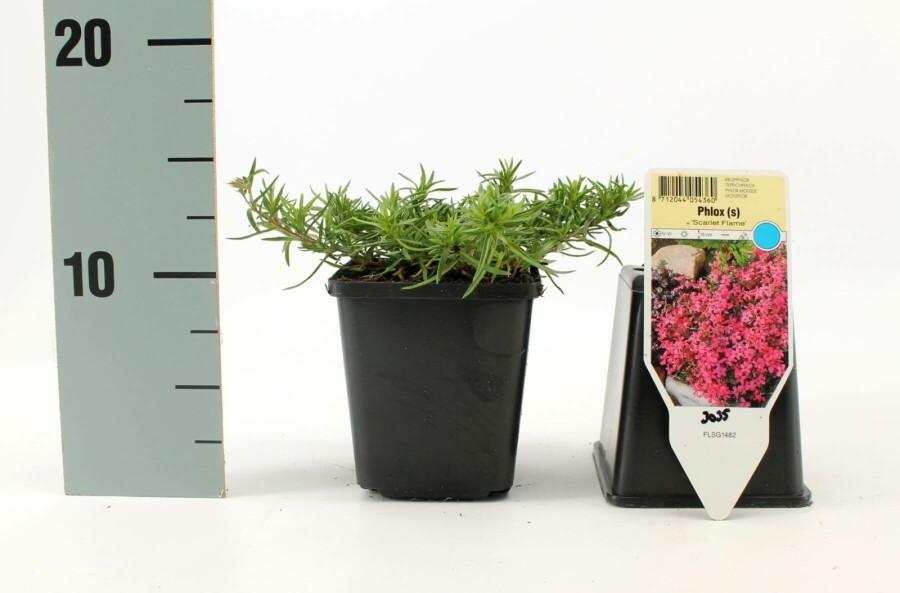Polster-Phlox Phlox subulata 'Scarlet Flame' 5-10 Topf 9x9 cm (P9) Phlox subulata 'Scarlet Flame'