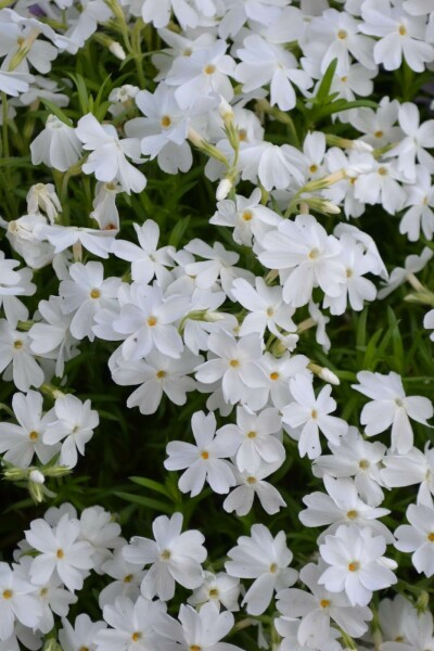 Polster-Phlox Phlox subulata 'White Delight' 5-10 Topf 9x9 cm (P9) Phlox subulata 'White Delight'