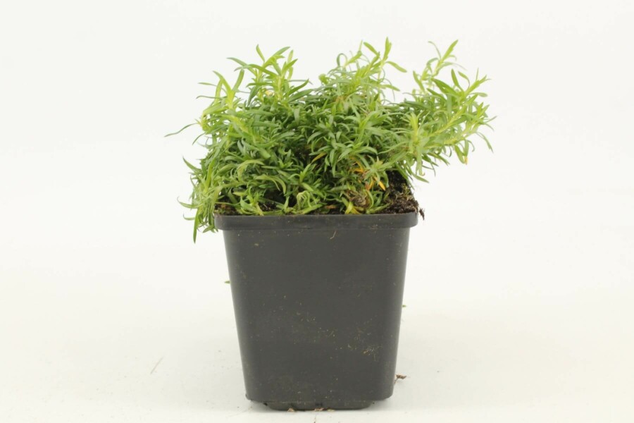 Polster-Phlox Phlox subulata 'White Delight' 5-10 Topf 9x9 cm (P9) Phlox subulata 'White Delight'