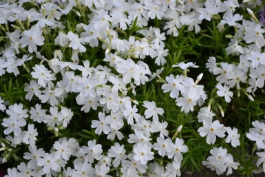 Polster-Phlox Phlox subulata 'White Delight' 5-10 Topf 9x9 cm (P9) Phlox subulata 'White Delight'