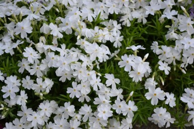 Polster-Phlox Phlox subulata 'White Delight' 5-10 Topf 9x9 cm (P9)