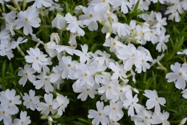 Polster-Phlox Phlox subulata 'White Delight' 5-10 Topf 9x9 cm (P9) Phlox subulata 'White Delight'