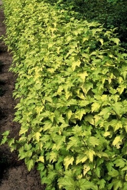Goldgelbe Blasenspiere Physocarpus opulifolius 'Dart's Gold' Strauch 40-50 Topf 10 ltr. (C10) Physocarpus opulifolius 'Dart's Gold' Strauch 40-50 cm