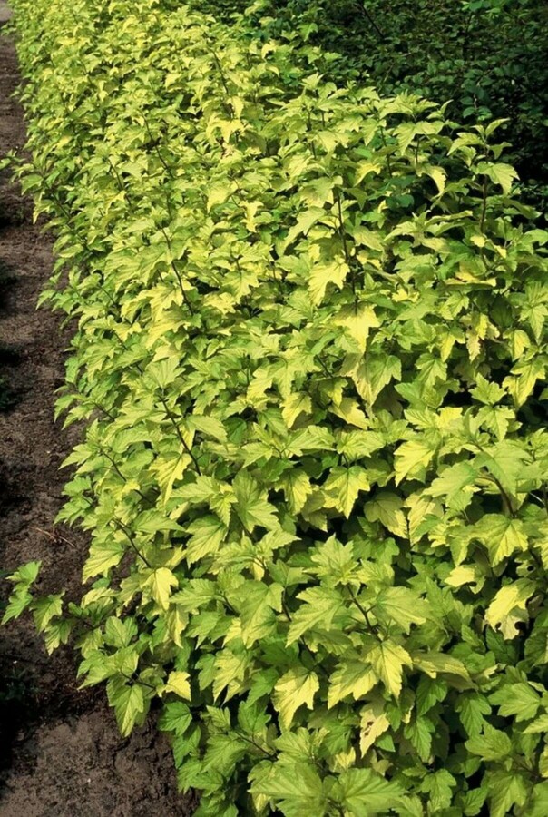 Goldgelbe Blasenspiere Physocarpus opulifolius 'Dart's Gold' Strauch 30-40 Topf 2,5 ltr. (C2,5) Physocarpus opulifolius 'Dart's Gold' Strauch 30-40 cm