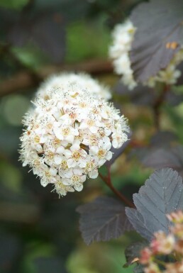 Dunkelrote Blasenspiere Physocarpus opulifolius 'Diabolo' Strauch 30-40 Topf 3 ltr. (C3)