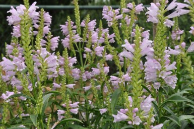 Garten-Gelenkblume Physostegia virginiana 'Bouquet Rose' 5-10 Topf 9x9 cm (P9) Physostegia virginiana 'Bouquet Rose'