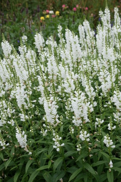 Gelenkblume Physostegia virginiana 'Summer Snow' 5-10 Topf 9x9 cm (P9) Physostegia virginiana 'Summer Snow'