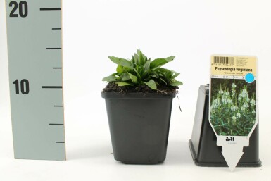 Gelenkblume Physostegia virginiana 'Summer Snow' 5-10 Topf 9x9 cm (P9) Physostegia virginiana 'Summer Snow'