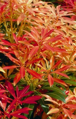 Japanische Lavendelheide Pieris 'Forest Flame' Strauch 20-30 Topf 2 ltr. (C2)