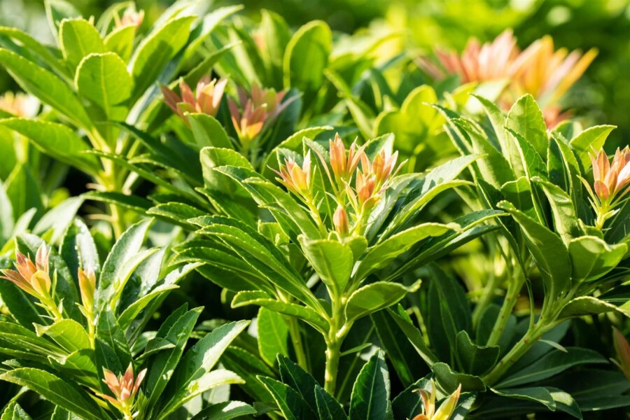 Japanische Lavendelheide Pieris Japonica 'Little Heath Green' Strauch 15-20 Topf 2 ltr. (C2) Pieris japonica 'Little Heath Green' Strauch 15-20 cm