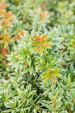 Japanische Lavendelheide Pieris Japonica 'Little Heath' Strauch 20-30 Topf 3 ltr. (C3) Pieris japonica 'Little Heath' Strauch 20-30 cm