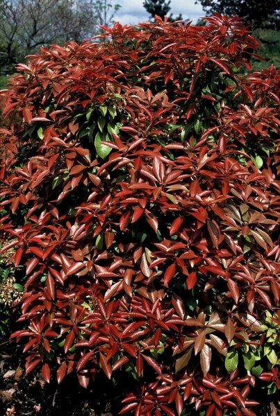 Japanische Lavendelheide Pieris Japonica 'Mountain Fire' Strauch 20-30 Topf 3 ltr. (C3) Pieris japonica 'Mountain Fire' Strauch 20-30 cm