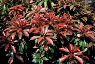 Japanische Lavendelheide Pieris Japonica 'Mountain Fire' Strauch 20-30 Topf 3 ltr. (C3) Pieris japonica 'Mountain Fire' Strauch 20-30 cm