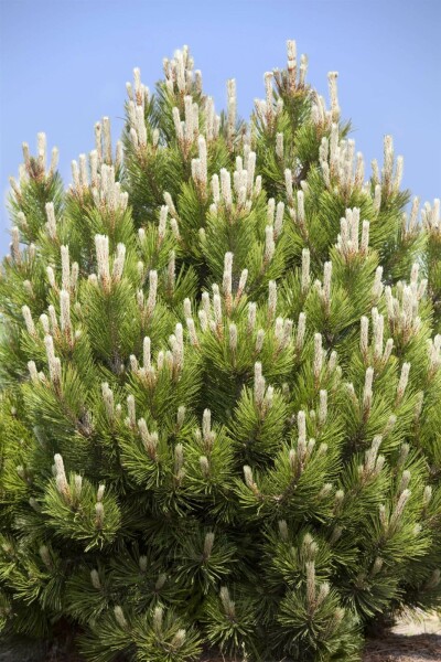 Krummholz-Kiefer Pinus mugo mughus Strauch 20-30 Topf 2 ltr. (C2) Pinus mugo Strauch 20-30 cm
