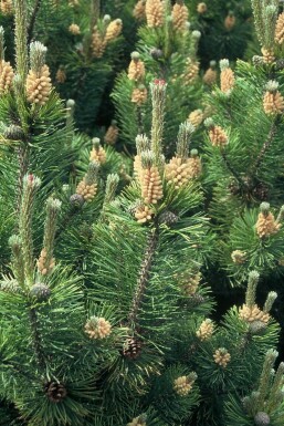 Krummholz-Kiefer Pinus mugo mughus Strauch 20-30 Topf 2 ltr. (C2)