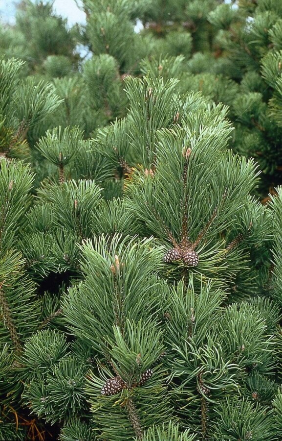 Krummholz-Kiefer Pinus mugo mughus Strauch 20-30 Topf 2 ltr. (C2) Pinus mugo Strauch 20-30 cm